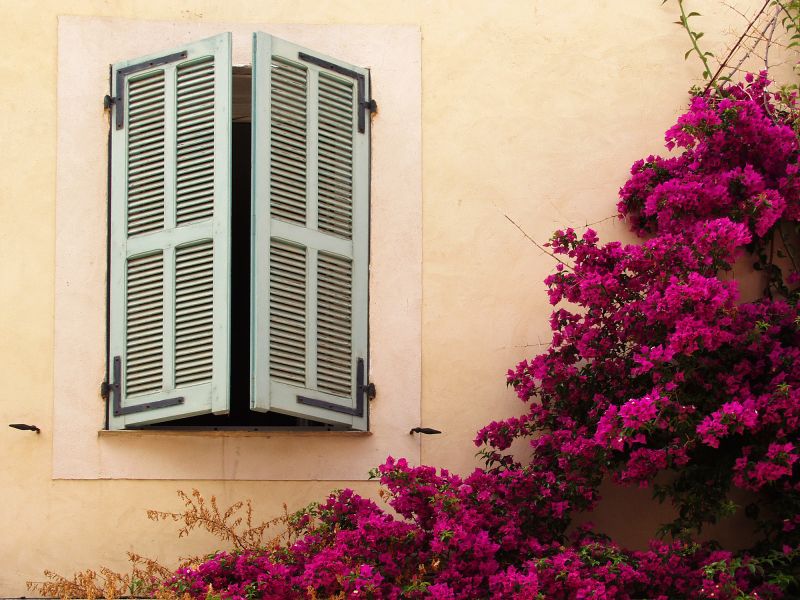 Plantation Shutter Painting